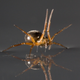 Illustration for article titled Spiders Sail Across Water to Colonize the World
